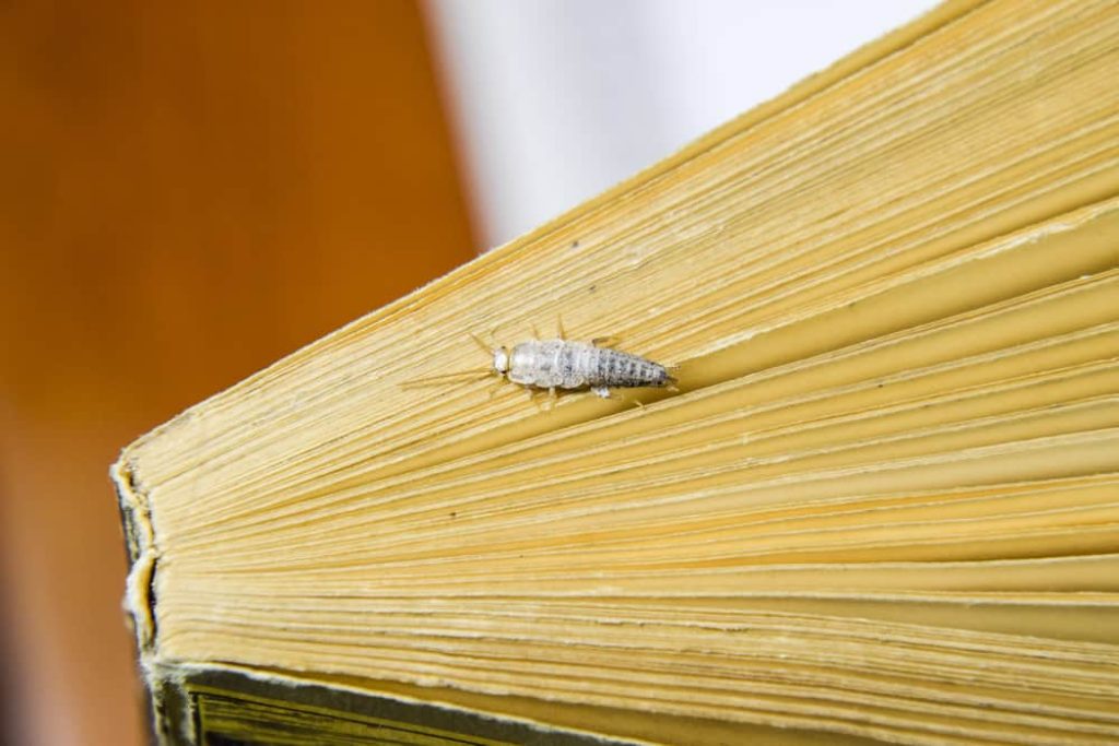 how-to-get-rid-of-silverfish.jpg
