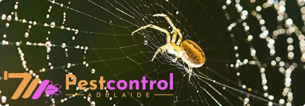 Spider Control Service Adelaide (9).jpg
