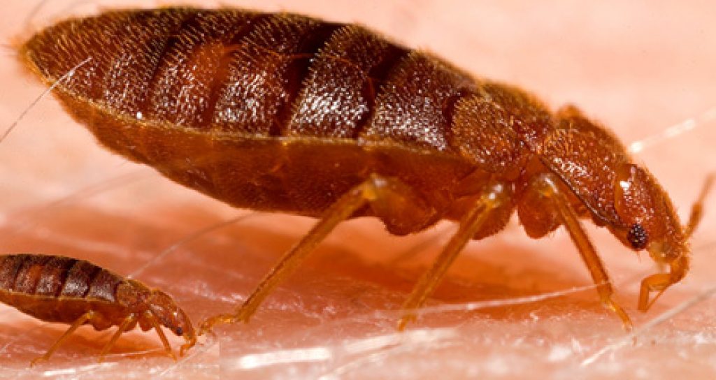 fleas pest 3.jpg