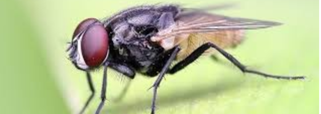 Flies Control (1).png