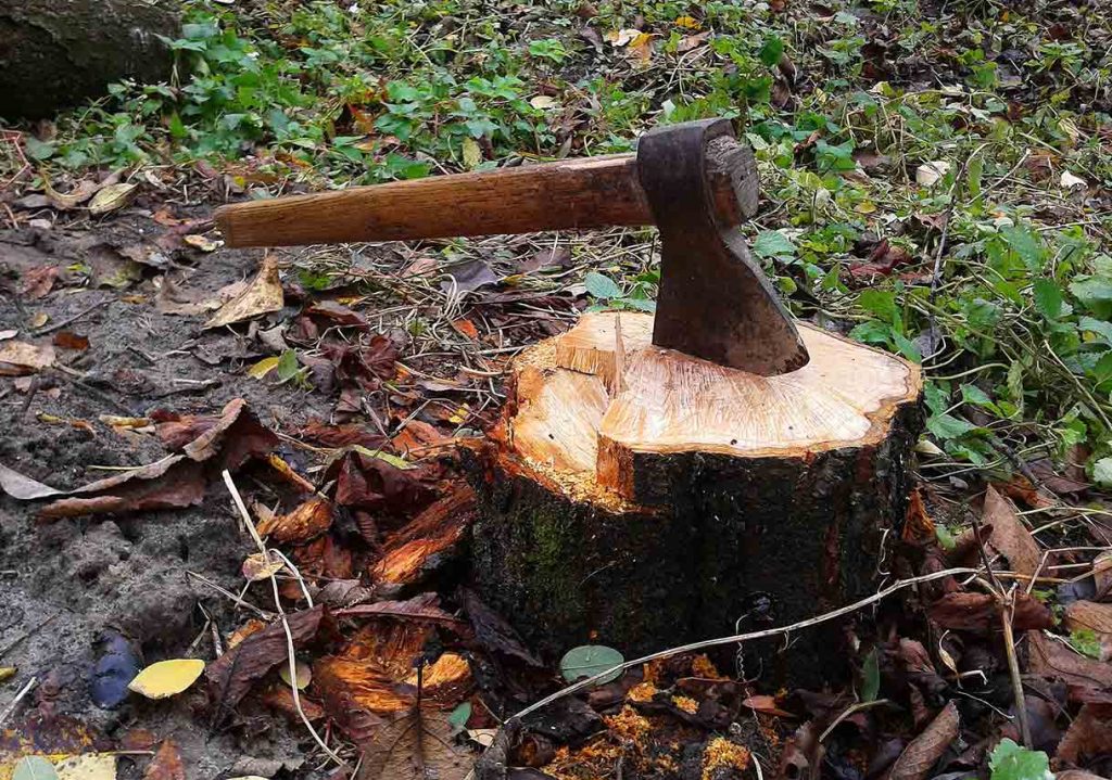 stump-grinding-and-removal.jpg