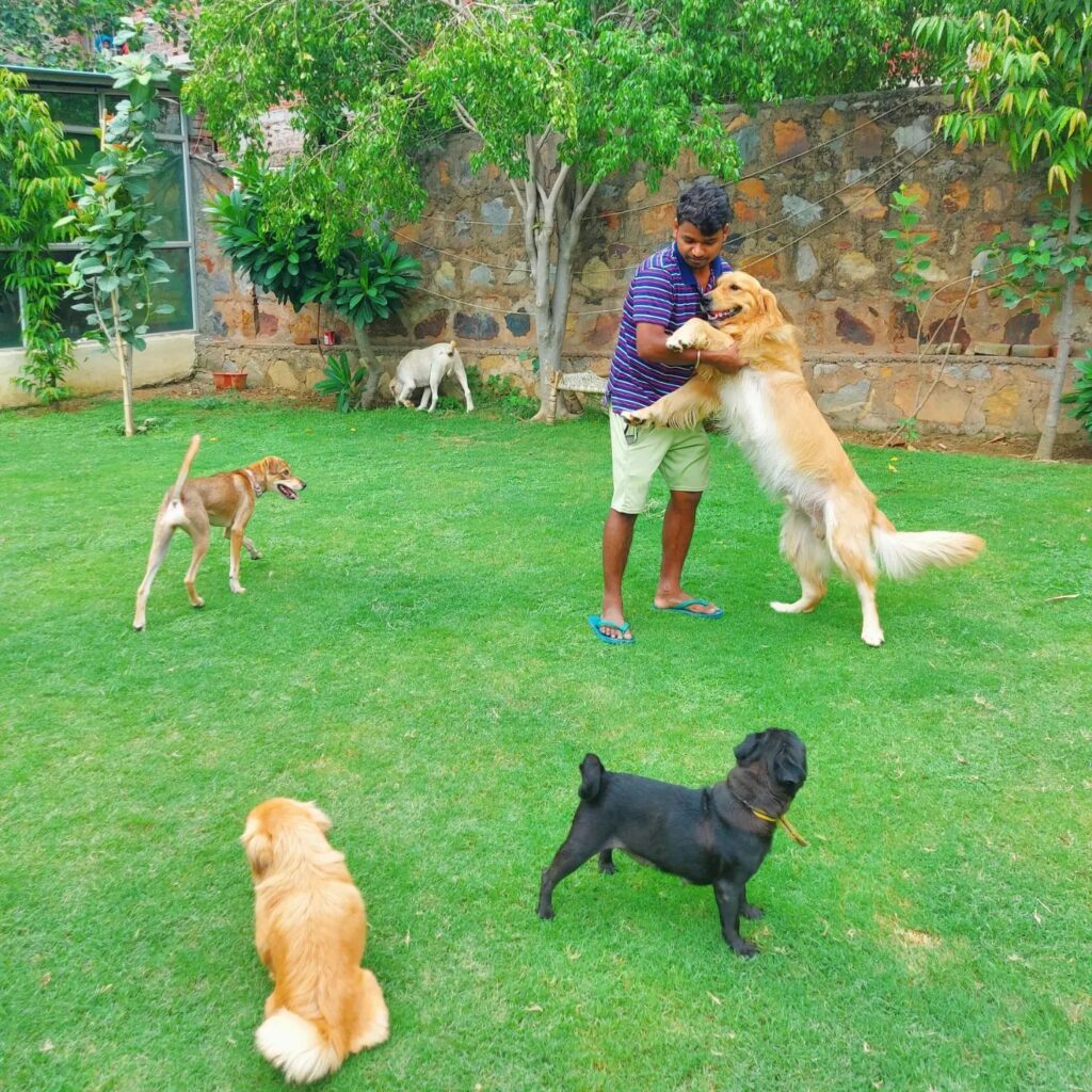 dog boarding in gurgaon (16).jpg
