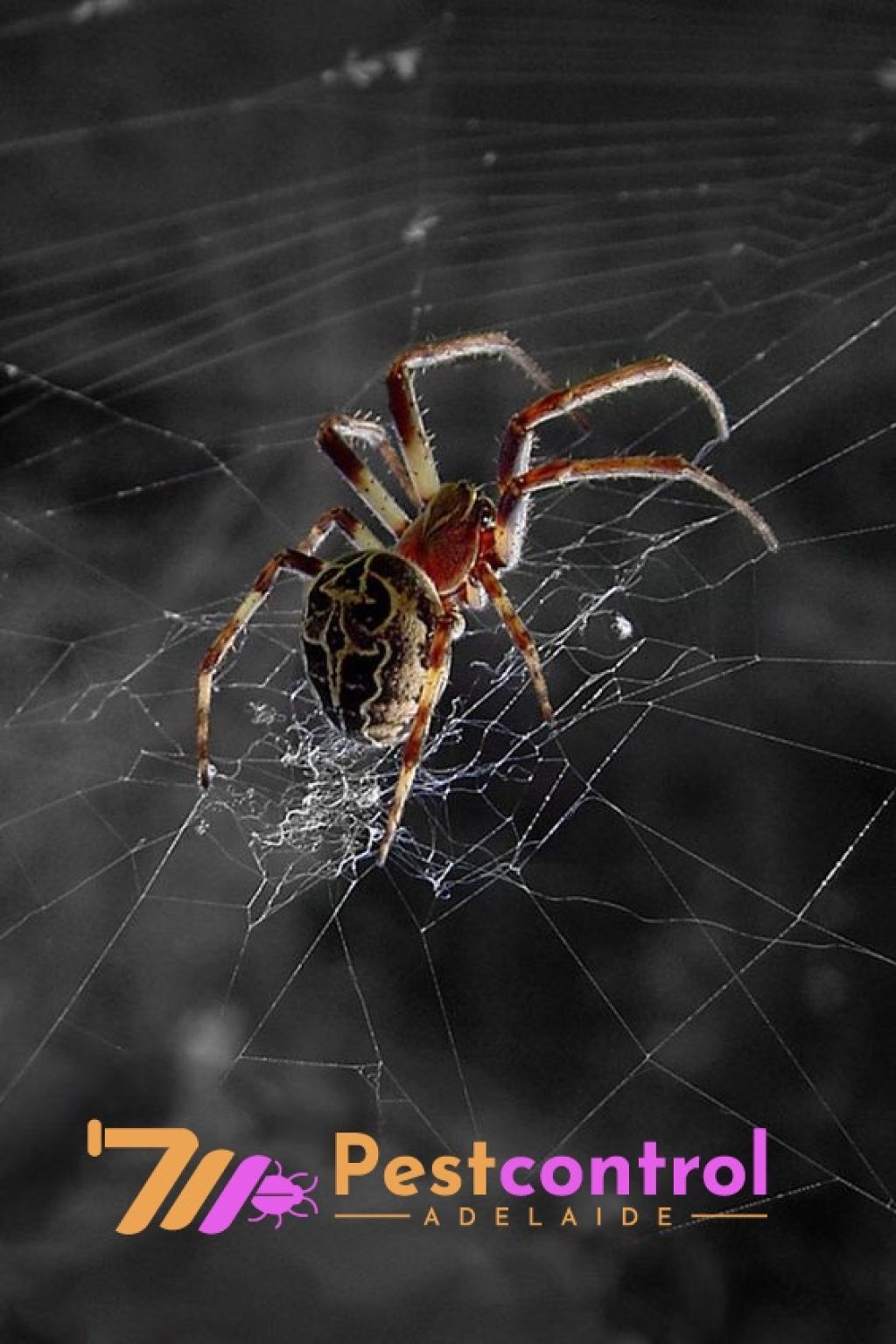 Spider Control Service Adelaide (10).jpg