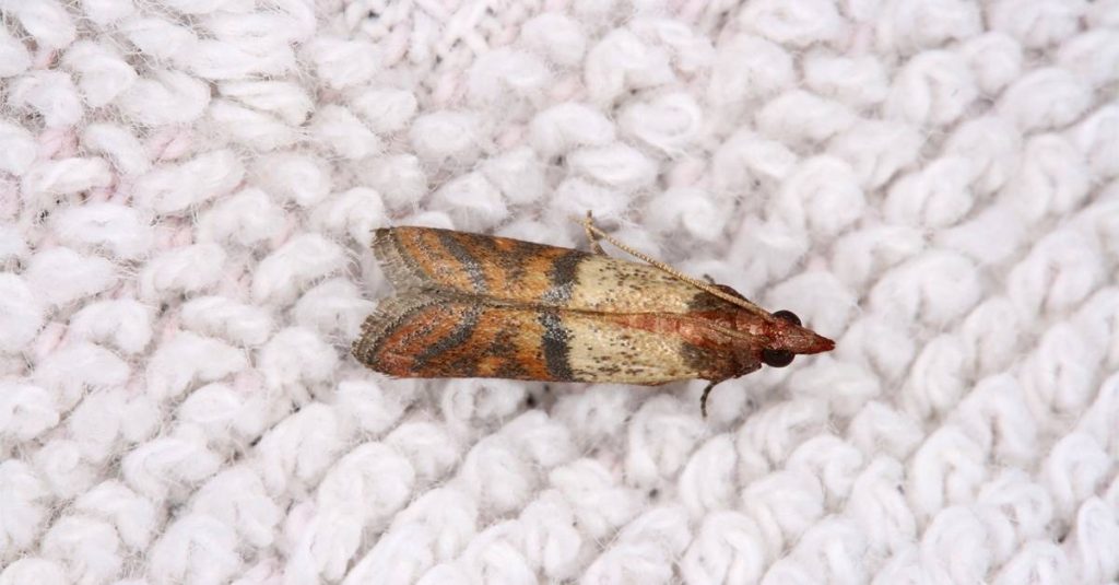 moth_sweater.jpg
