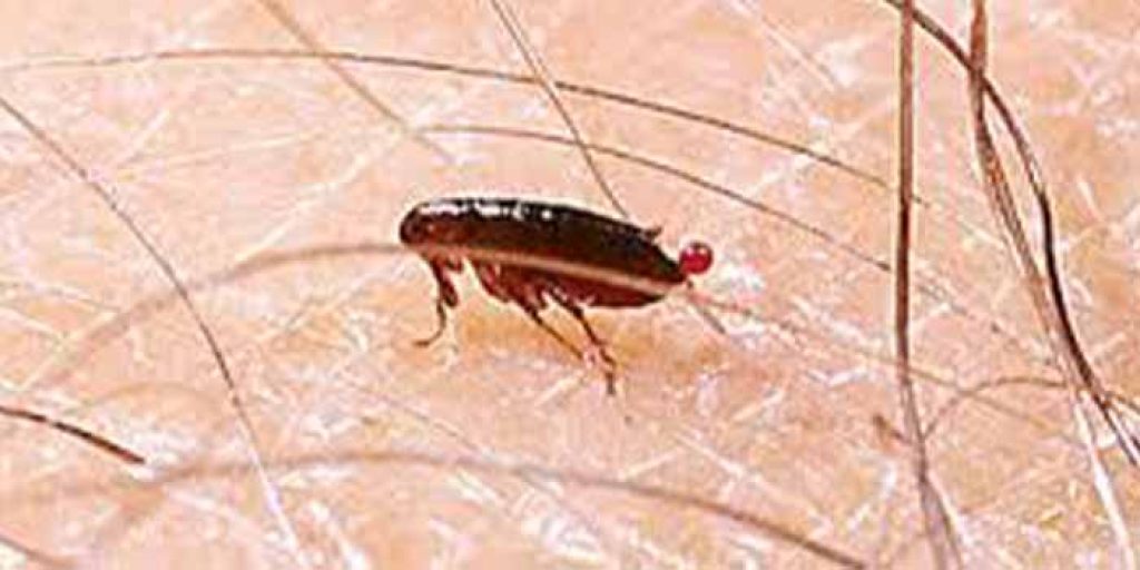 Flea-and-Flies-Control Newtown.jpg