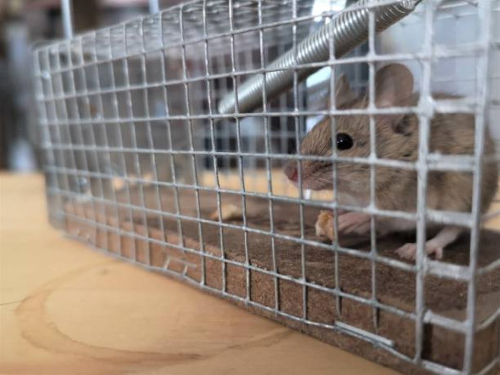 rodents (1).jpg