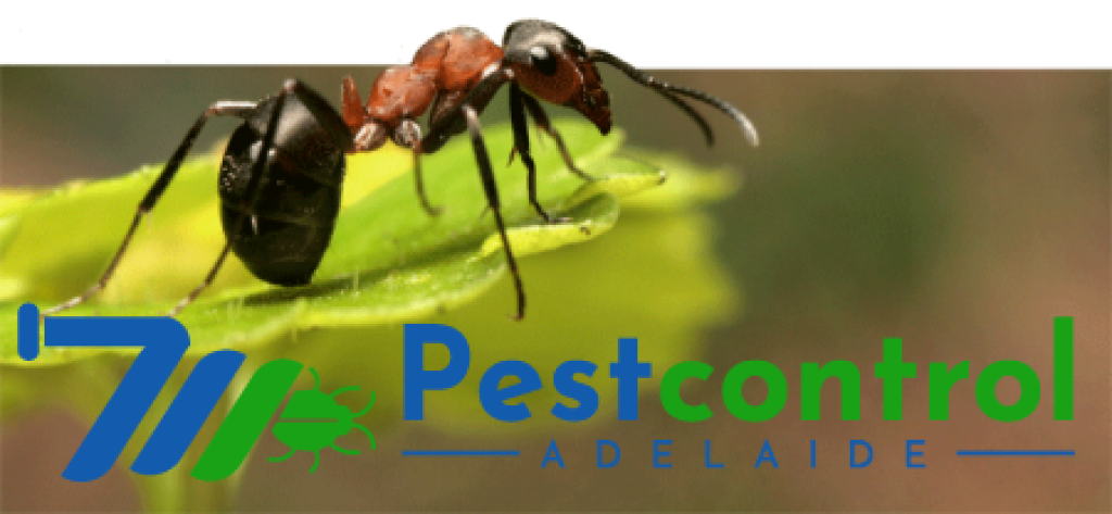 Ant Control Service Adelaide (1).png