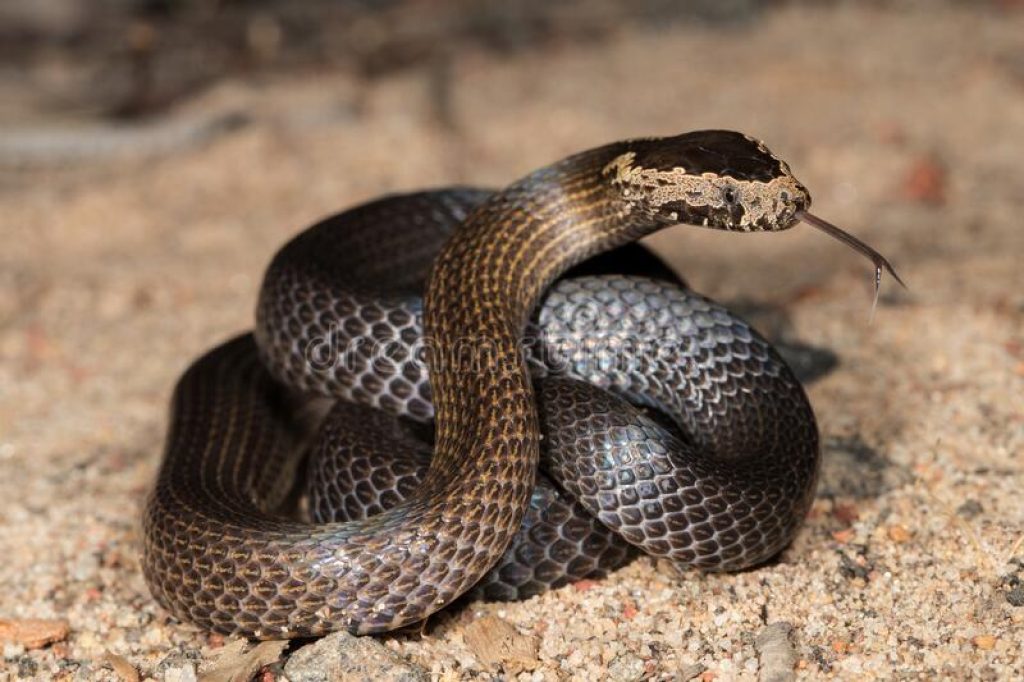 snake cagehd.jpg