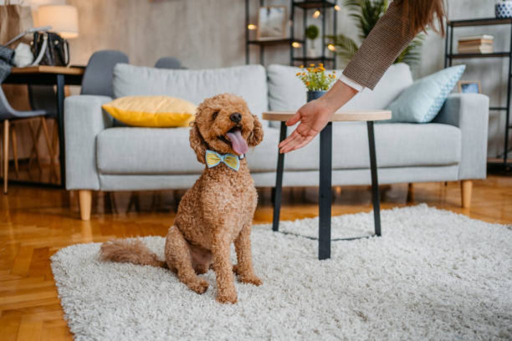 Labradoodle.jpg