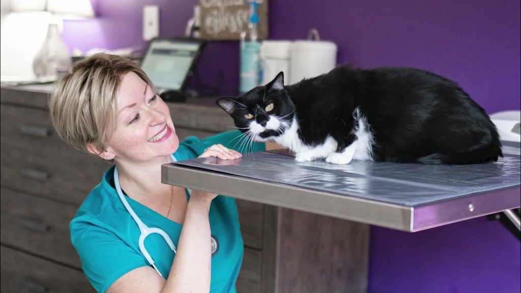 Healing Paws Animal Hospital