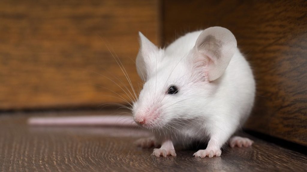 mouse-mice-rodent-difference-rat-nc.jpg