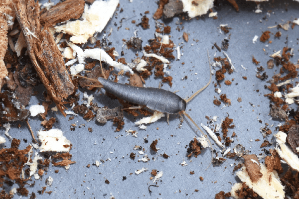 silverfish4-compressed.png