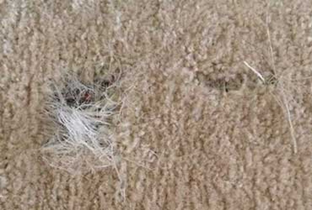 holes in carpet.jpg
