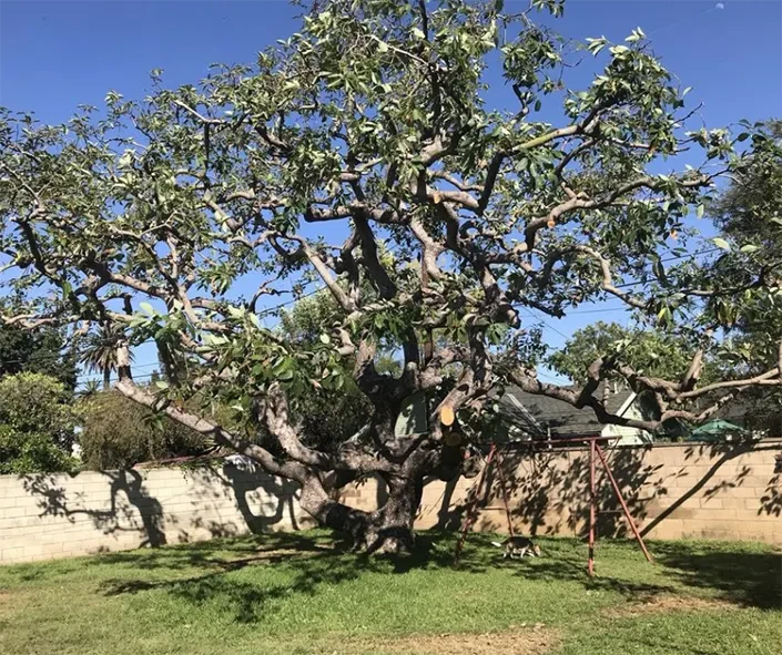 miami-tree-crew-28-20250630071745-45-20250723065750-95.png