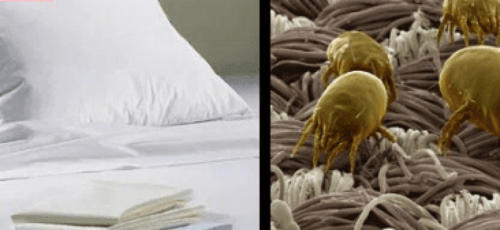 f95cde36627ace26750c27b33dbbac84.Mattress-Bed-Bug-Treatment-Brisbane.png