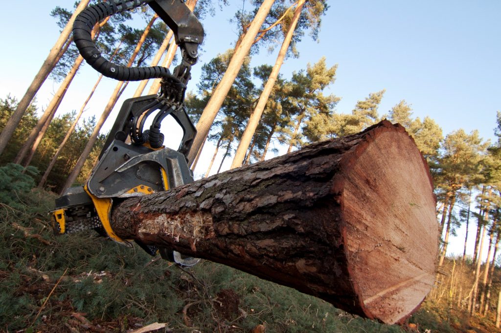 TREE-FELLING.jpg