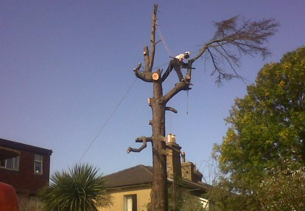Tree Surgeon Pollarding.png