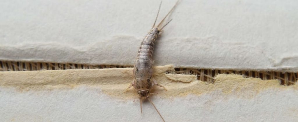 silverfish-control-sydney.jpg