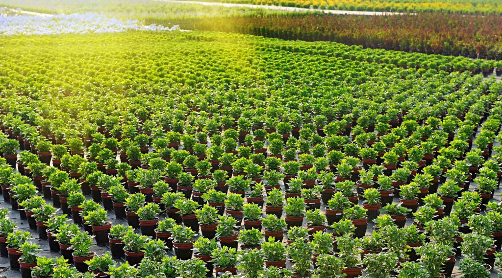 residential landscapers near Clermont - Highland Grove Landscaping & Farm.jpg