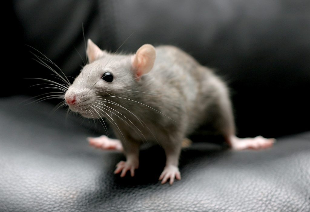 Sams Pest Control Sydney (4).jpg