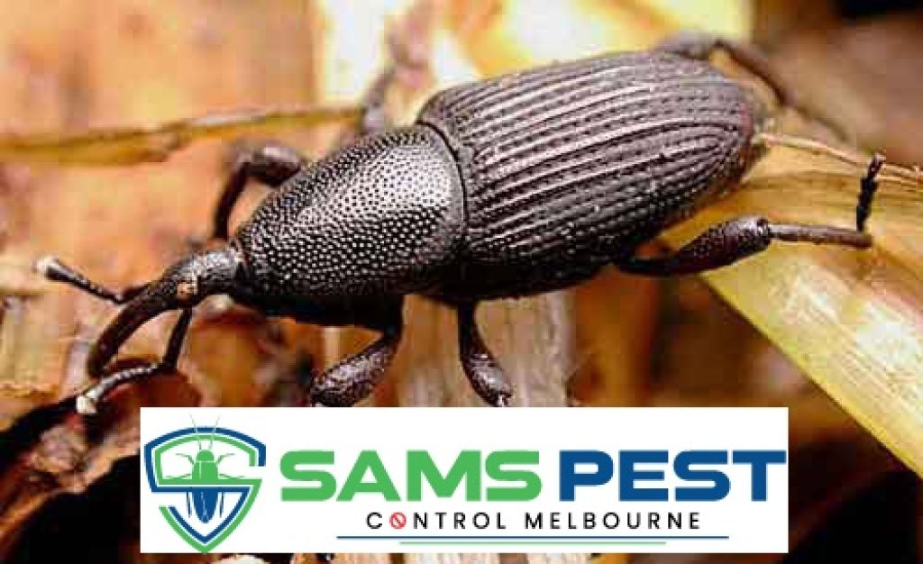 Sams Borer Control Melbourne (8).jpg