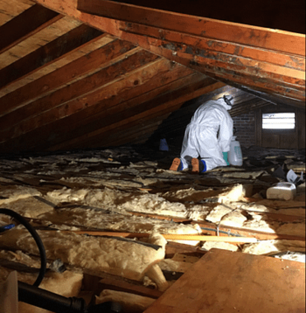 Absolute Mold Remediation Ltd. 1.png