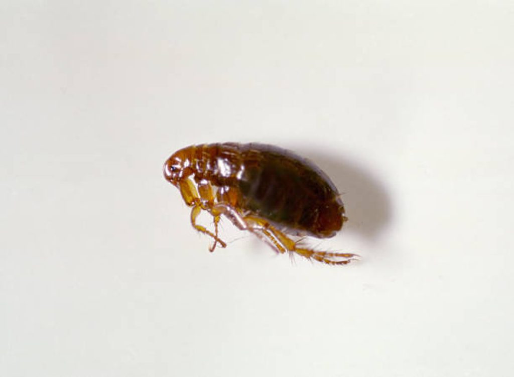 Flea Image.jpg