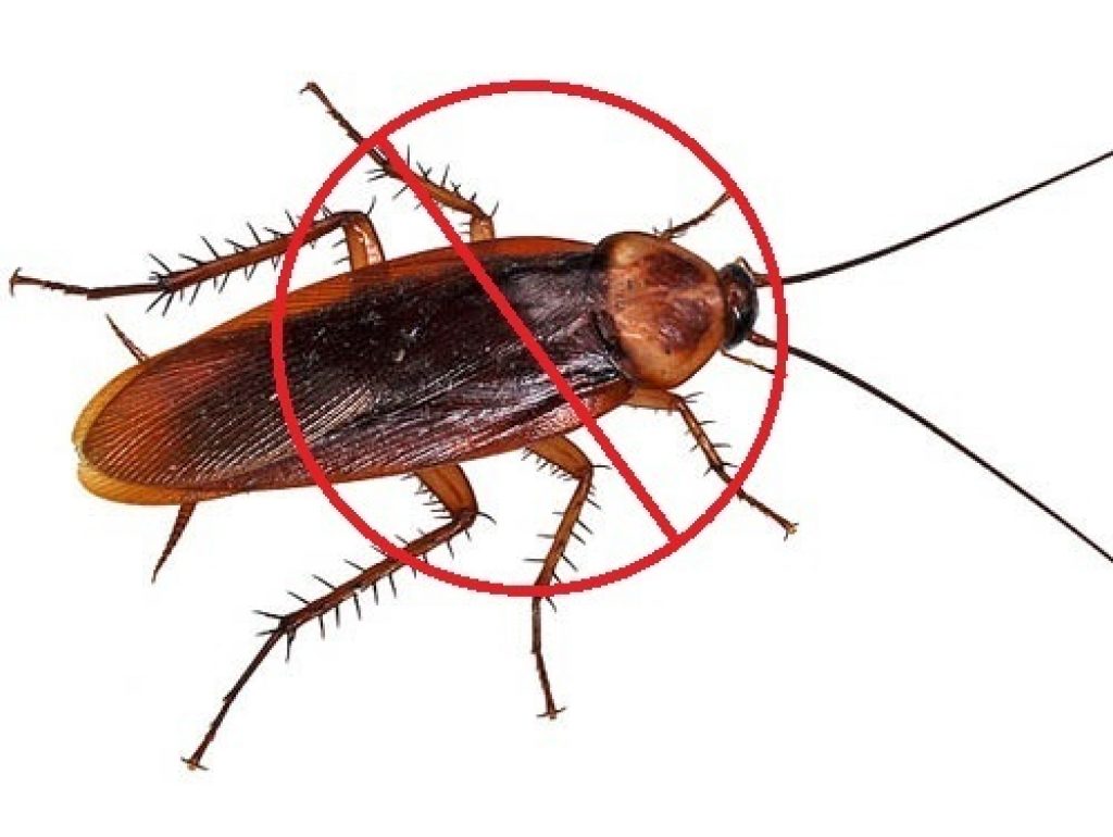 cockroach-pest-control.jpg