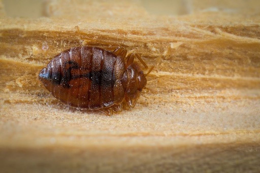 houston-area-bed-bug-control.jpg