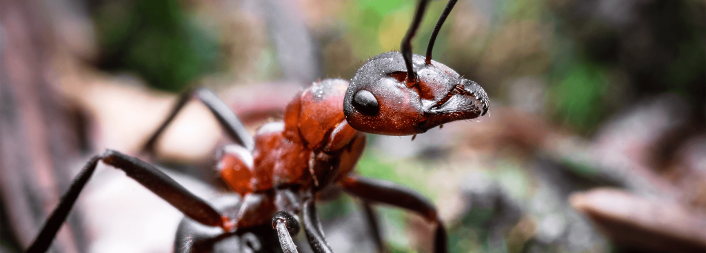 Ant control adelaide.png