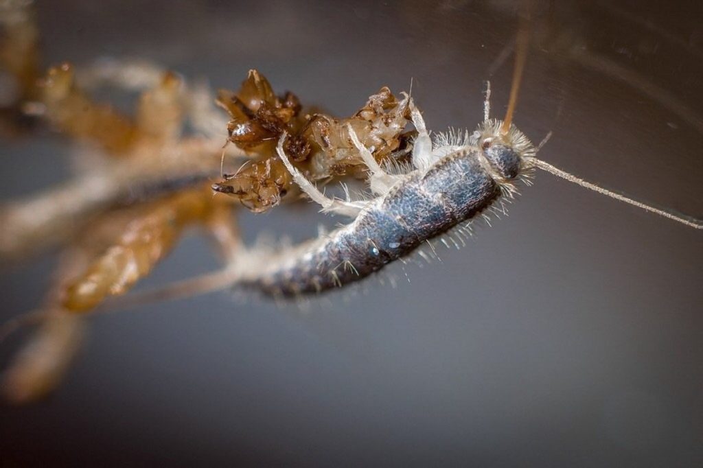 what-are-silverfish.jpg