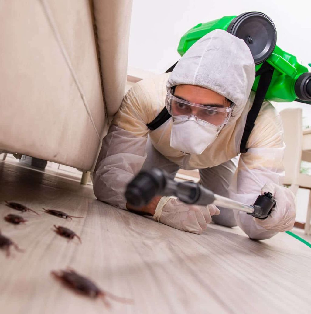Commercial pest control adelaide.jpg
