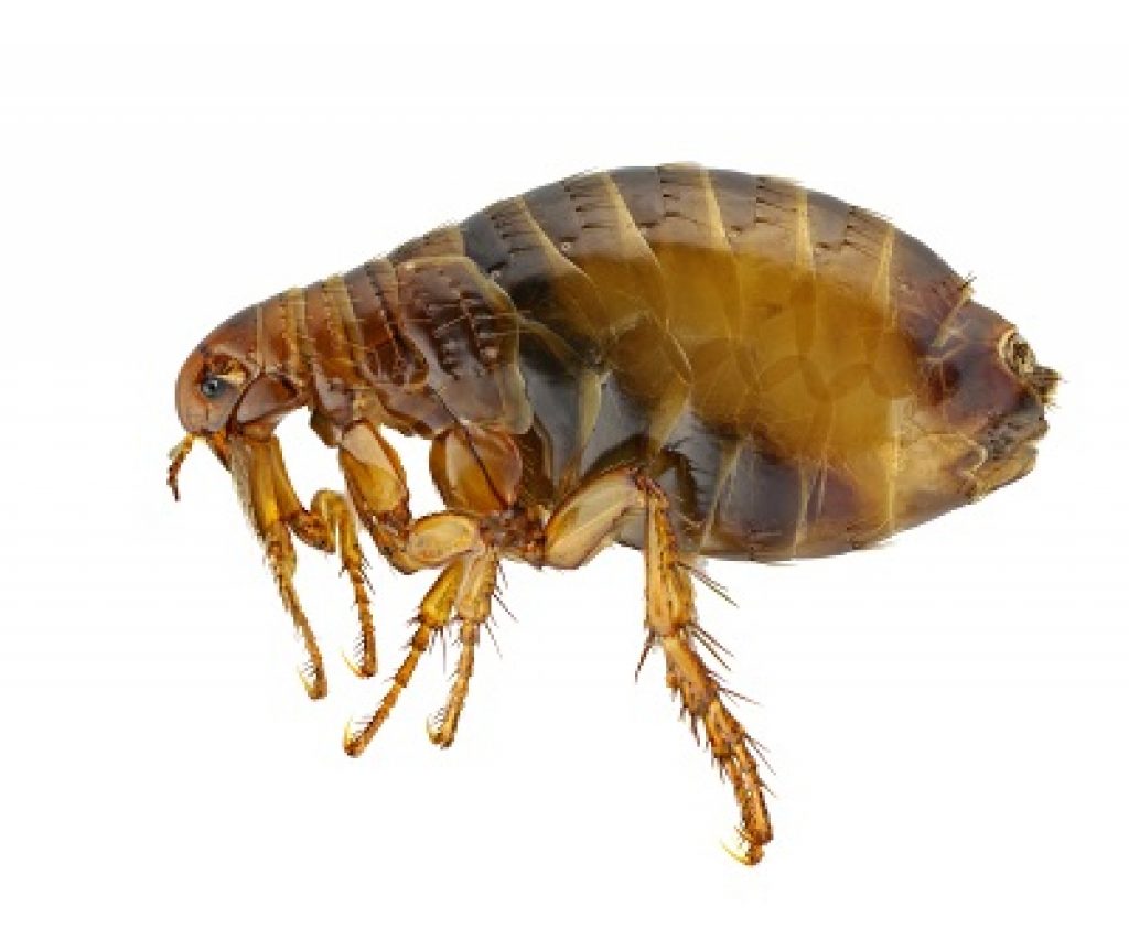 flea.jpg