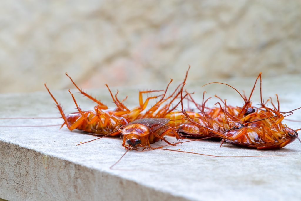 Cockroach hds.jpeg