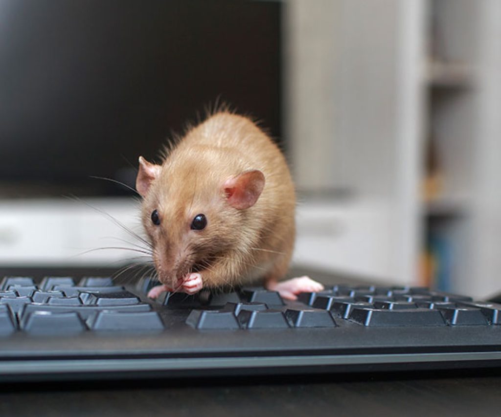 RODENT-CONTROL-image.jpg