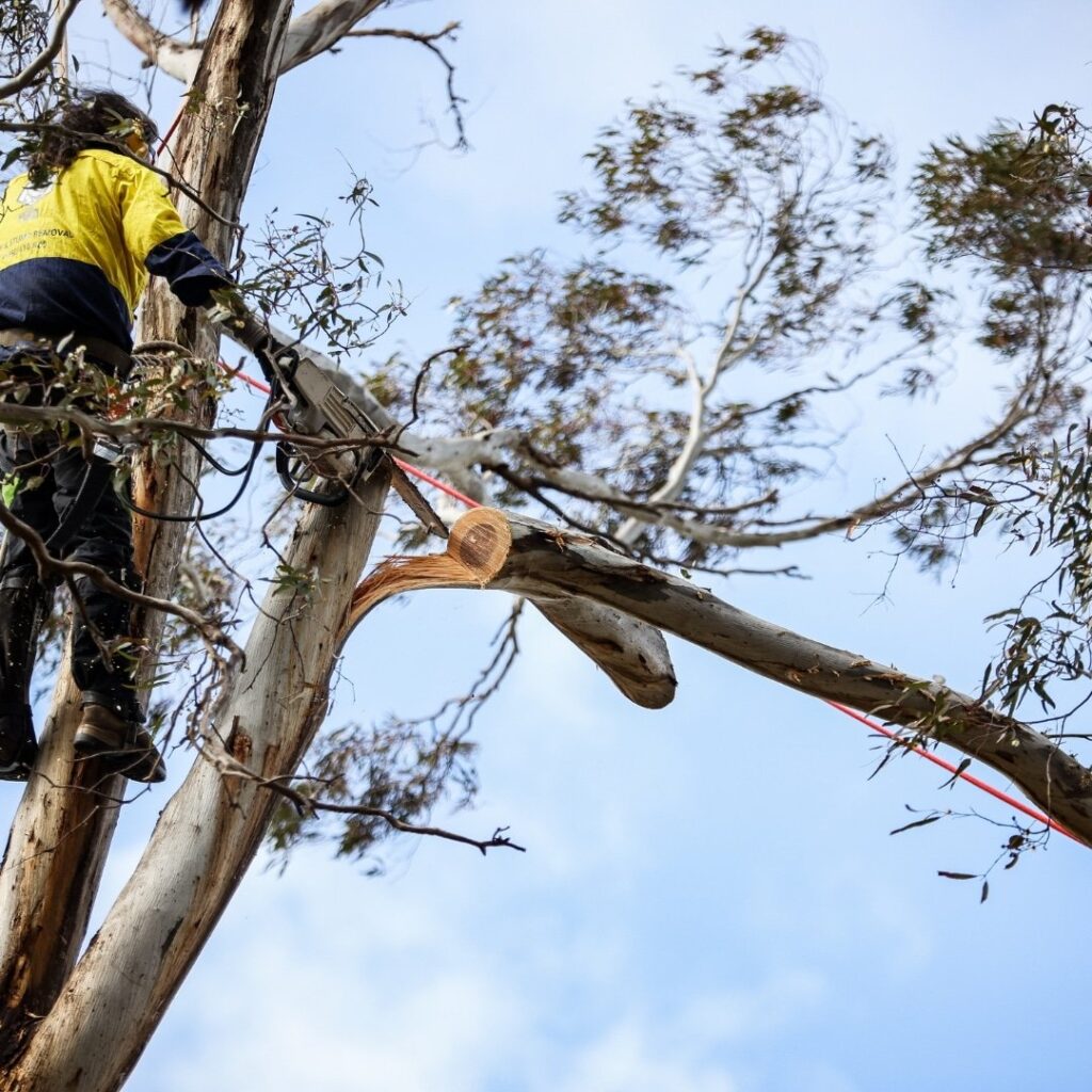The Yard tree cutting_c.jpg