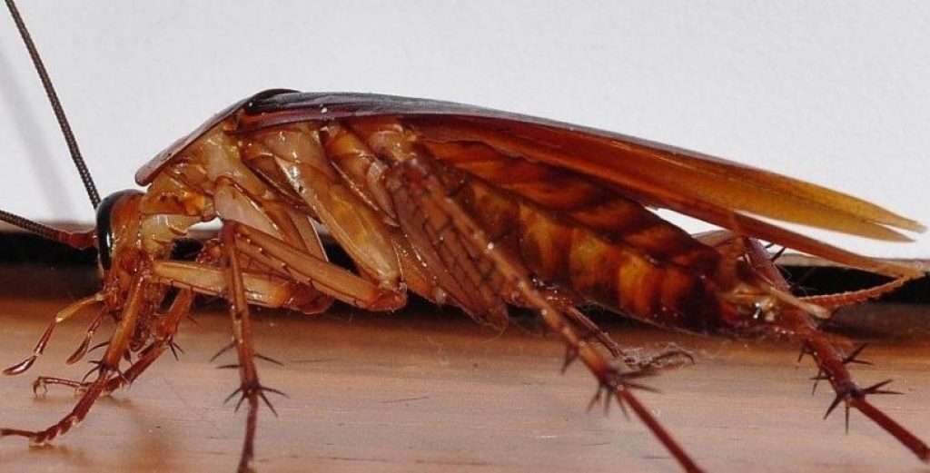 cockroach-control.jpg