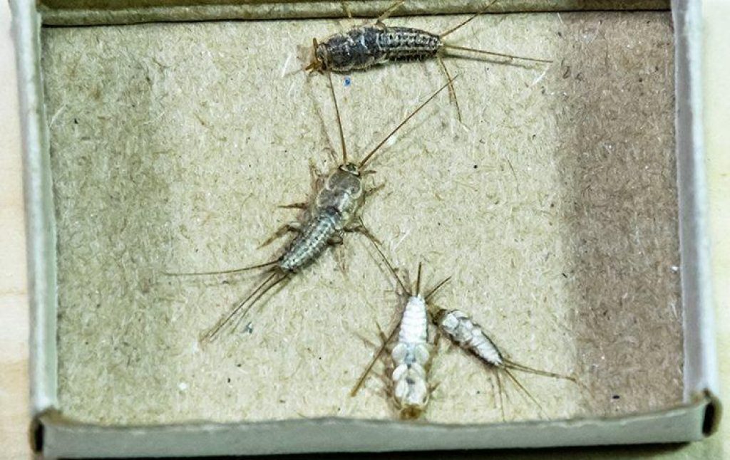 silverfish.jpg