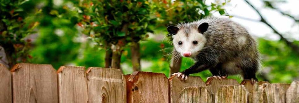 possum-removal-alexandria.jpg