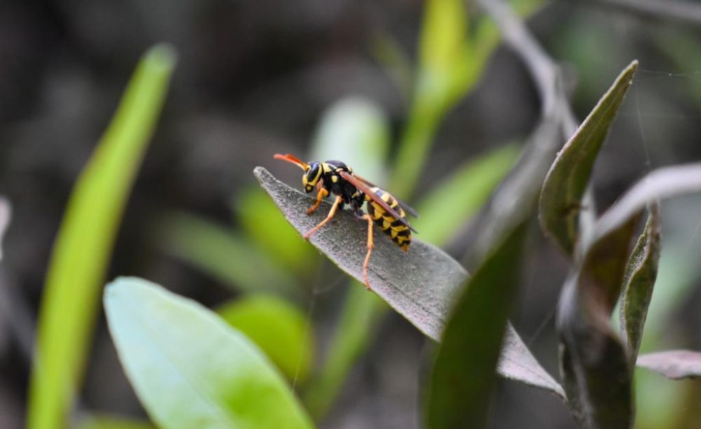 wasp pest control.jpg