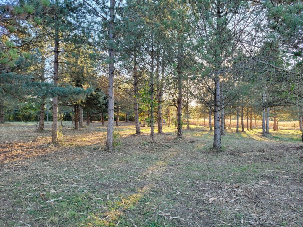 Forestry Mulching.jpg