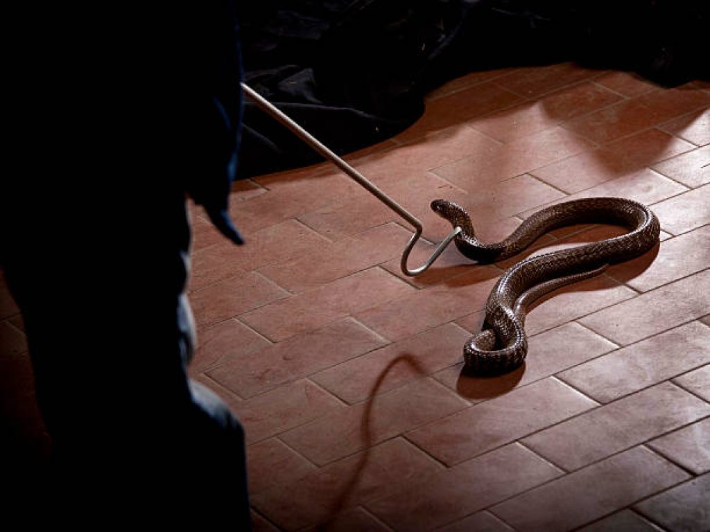 snakcapture hd.jpg