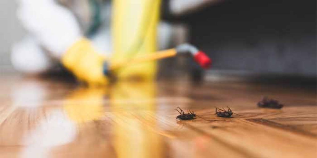 Cockroach Control Newtown.jpg