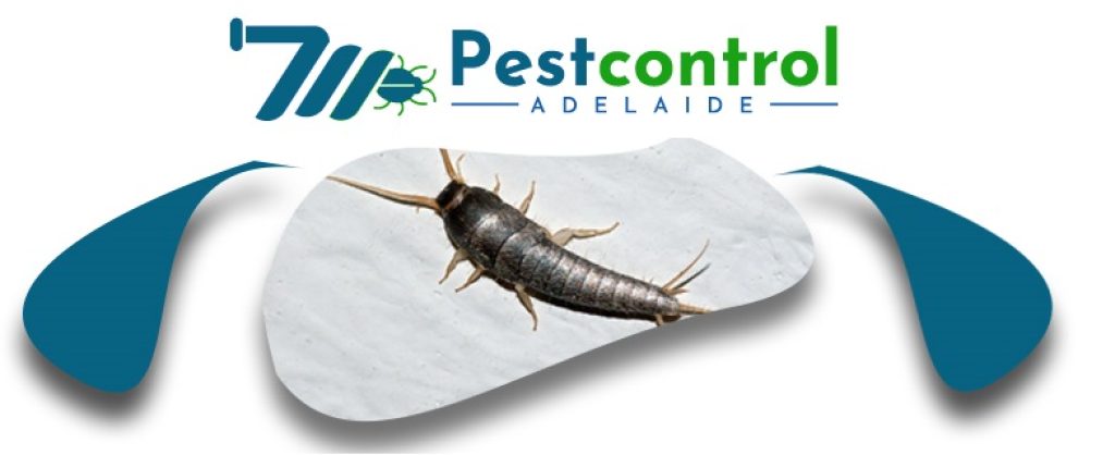 Silverfish Control Service Adelaide (9).jpg
