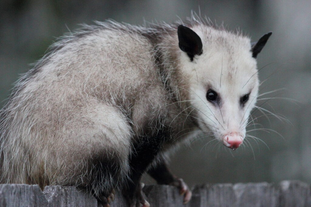 virginia-possum-removal.jpg