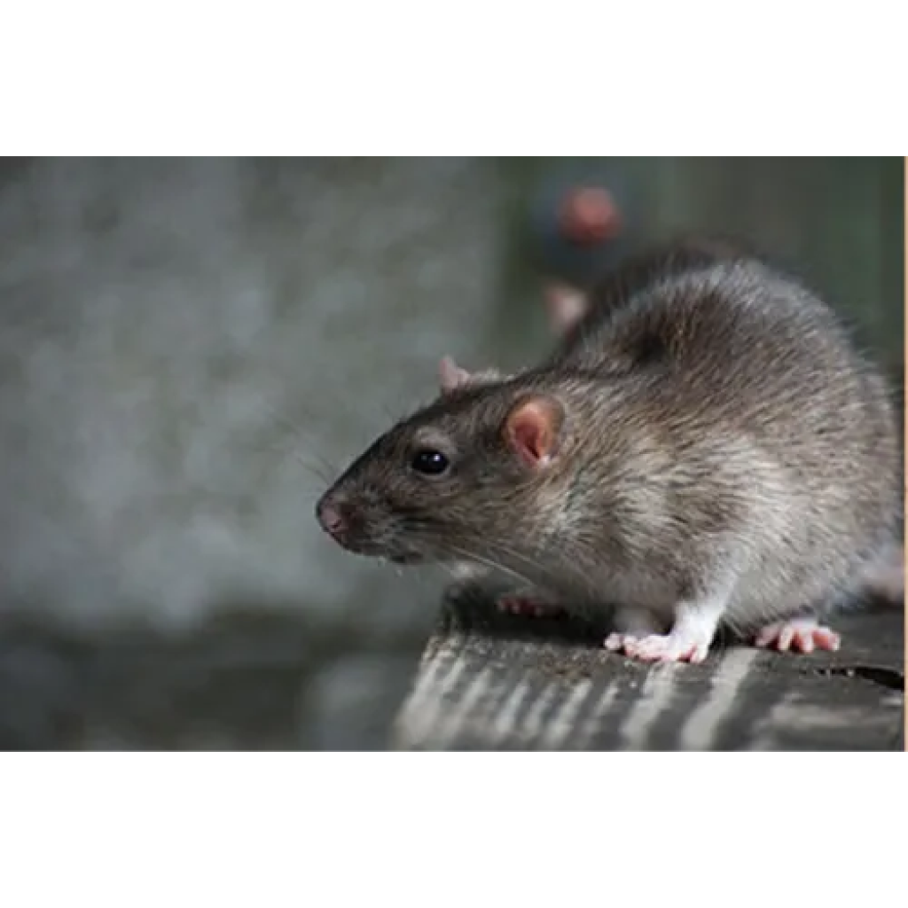 Rodent Control (4).png