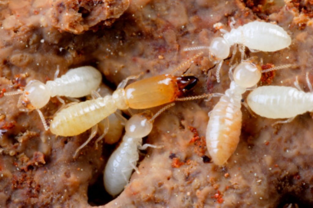 termites_picture.jpg