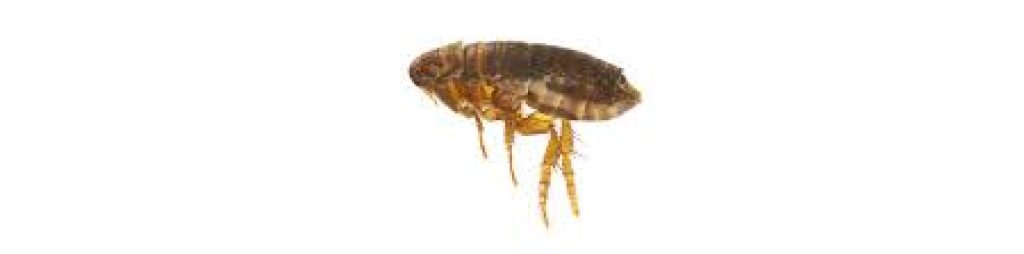 pest 1.jpg