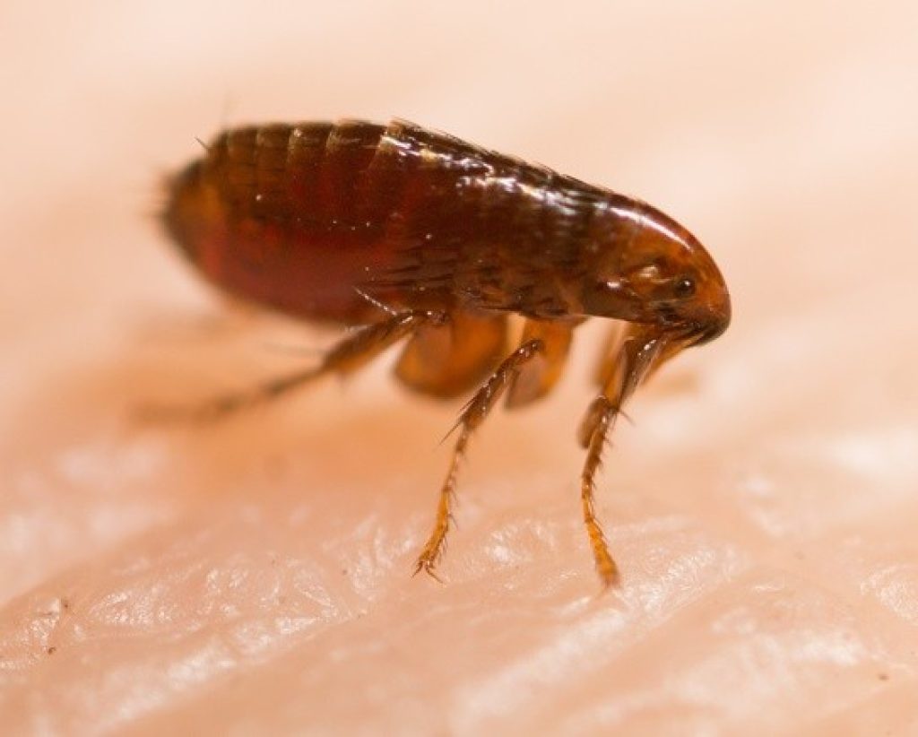 flea-control-melbourne.jpg