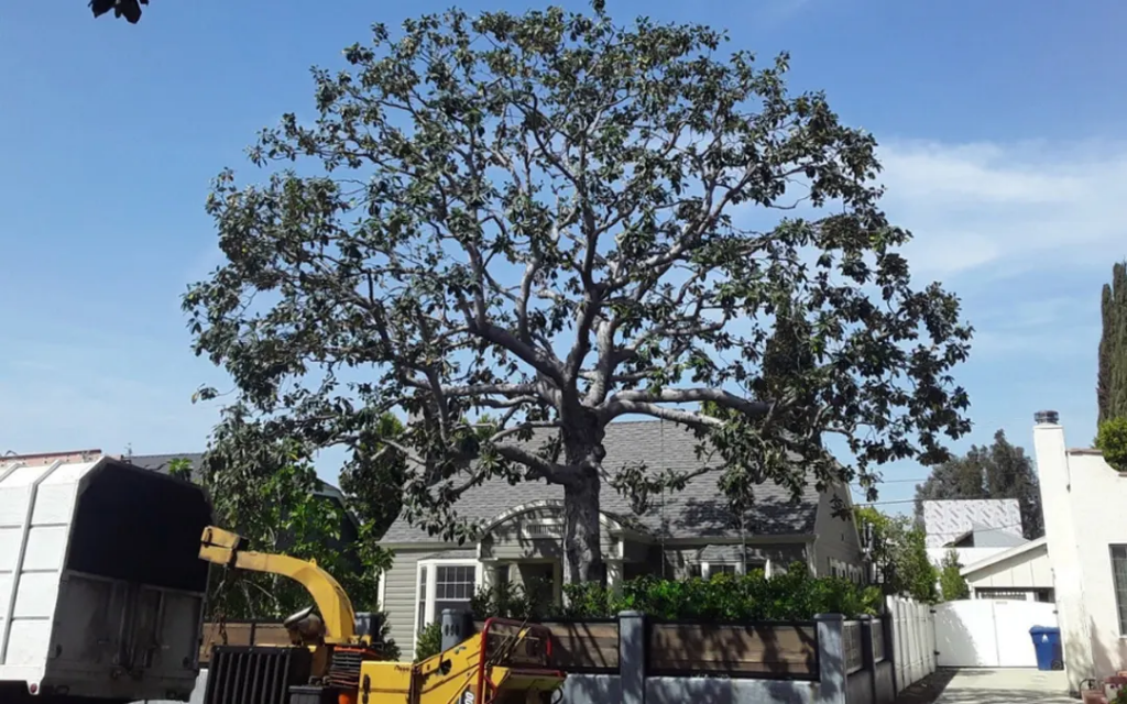 miami-tree-crew-29-1.png